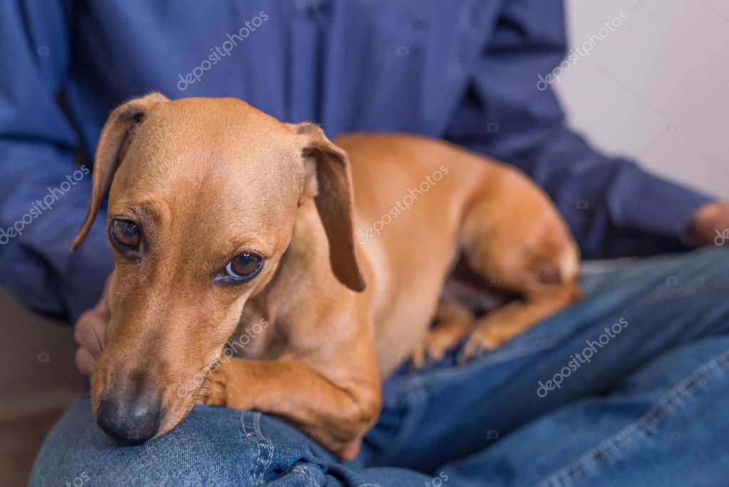Cuccioli che giocano durante la lezione