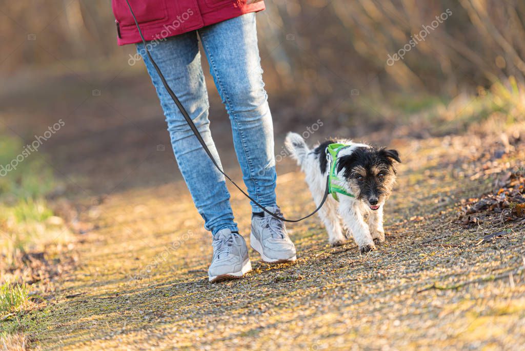 Cane che cammina al guinzaglio senza tirare