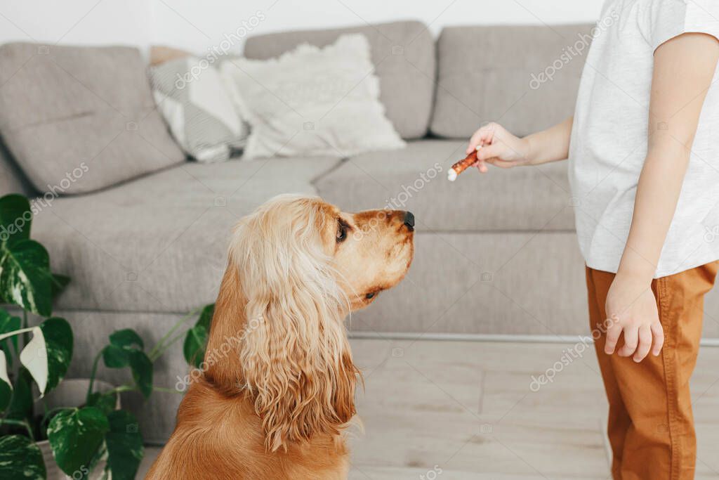Lezione individuale con proprietario e cane